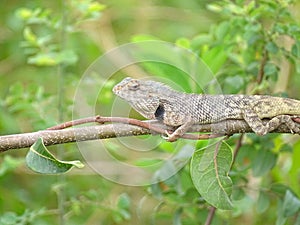 Closeup of Indian garden lizard chameleon resting