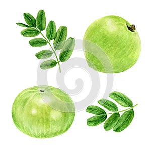 Closeup indian gooseberry fruits amla with leaf watercolor illustration isolated on white background