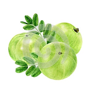 Closeup indian gooseberry fruits amla with leaf watercolor illustration isolated on white background