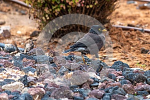 Closeup of an Indian myna, Acridotheres tristis walking on the rocks.