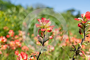 Closeup of Indian Paintbrush flowers with blurry background