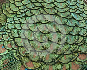 Closeup of Indian peacock tail feathers.