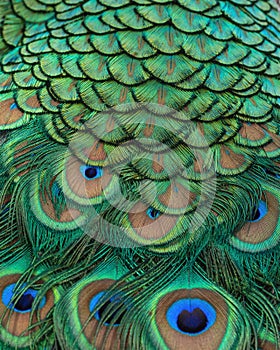 Closeup of Indian peacock tail feathers.