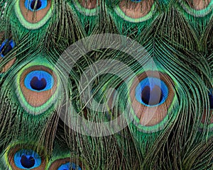 Closeup of Indian peacock tail feathers.