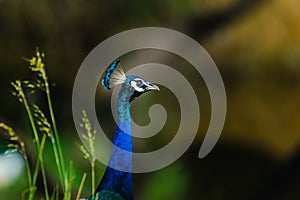 Closeup of Indian Peafowl