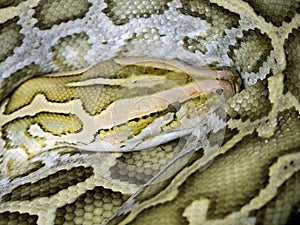 Closeup of Indian python