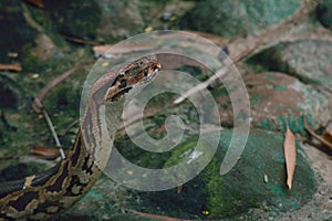 Closeup of an Indian python (Python molurus) at Bannerghatta Biological park, Bangalore, India