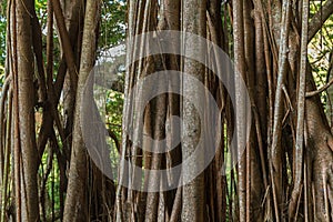 Closeup of a Indian rubber tree (Ficus elastica)