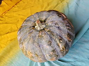 Closeup of Indian whole Pumpkin Vegetable in a colorful backdrop