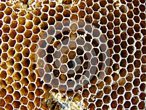 Closeup of Indian Yellow Paper Wasp (Polistes olivaceus) nest : (pix Sanjiv Shukla)