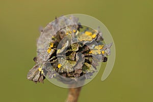 Closeup an infected Salix  by Willow Rose Gall midge