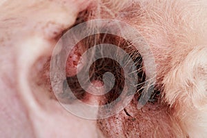 Closeup of infection in dog ear