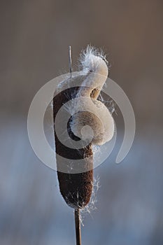 Closeup inflorescence wild growing Typha latifolia plant at the end of the winter season. This is a fluffy overblown female flower