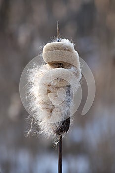 Closeup inflorescence wild growing Typha latifolia plant at the end of the winter season. This is a fluffy overblown female flower