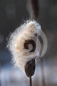 Closeup inflorescence wild growing Typha latifolia plant at the end of the winter season. This is a fluffy overblown female flower