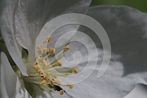 Closeup. Inside the apple tree flower. In the zone of sharpness stamens, pistils and pollen.