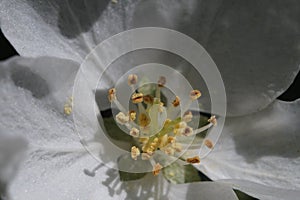 Closeup. Inside the apple tree flower. In the zone of sharpness stamens, pistils and pollen.