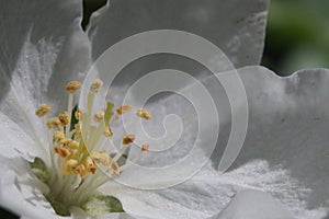 Closeup. Inside the apple tree flower. In the zone of sharpness stamens, pistils and pollen.
