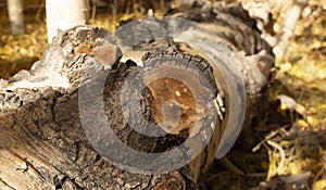 Closeup Inonotus Obliquus Or Chaga, Brown Parasitic Fungus On Trunk, Tree In Forest. Wild