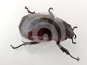 Closeup insect bug rhinoceros beetle on White background