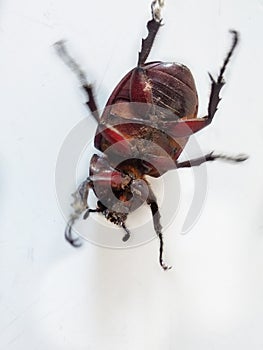 Closeup insect bug rhinoceros beetle on White background