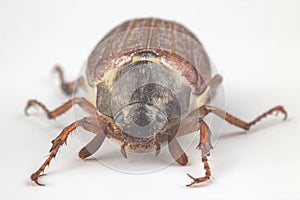 Closeup insect cockchafer on a white background. Insects and Zoology