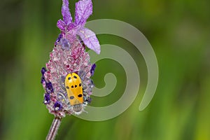 Closeup of an insect sitting on a flower in a garden captured during the daytime