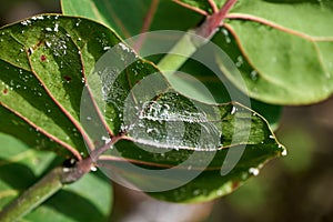 Closeup of the insects on a tree leaf