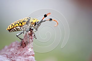 The closeup insects on the trees.