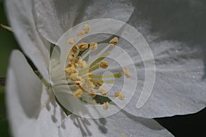 Closeup. Inside the apple tree flower. In the zone of sharpness stamens, pistils and pollen.
