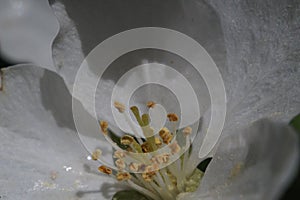Closeup. Inside the apple tree flower. In the zone of sharpness stamens, pistils and pollen.