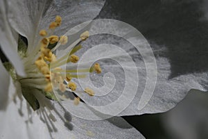 Closeup. Inside the apple tree flower. In the zone of sharpness stamens, pistils and pollen.