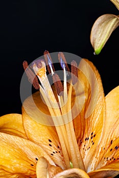 Closeup Of Inside Of An Orange Flower On Dark Background