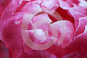 Closeup of inside of a pink rose