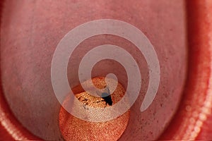 Closeup inside a pitcher of a Nepenthes pitcher plant, fly in the trap of a Canivourius plant, top view