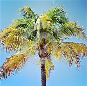 Closeup instagram of palm tree swayingin the wind with frame