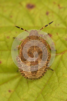Closeup on an instar of the Doycoris baccarum photo