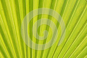 Closeup on intense green lines on palm tree leaf underside