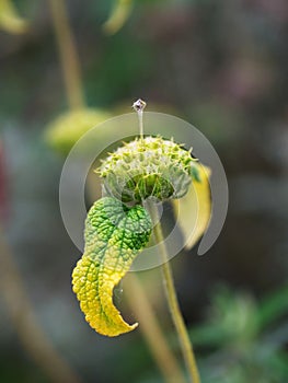 Closeup of a interesting green flower bud