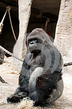 Closeup of the intimidating stare of a large, black, silver back gorilla as he looks directly into the camera