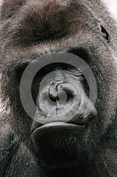 Closeup of the intimidating stare of a large, black, silver back gorilla as he looks directly into the camera