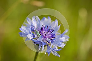 Closeup of the iridescent metallic green colored false oil or thick-legged flower beetle, Oedemera nobilis, on a Cornflower