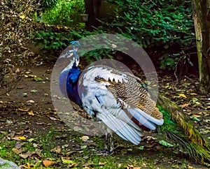 Closeup of a iridescent peacock in the colors blue, white, brown and green, Color and pigment variations, popular decorative bird