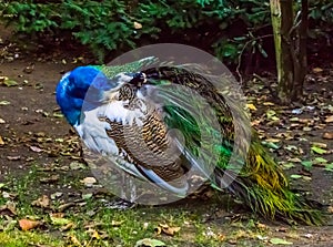 Closeup of a iridescent peacock preening its feathers, beautiful color and pigment variation, popular pet in aviculture