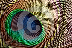 Closeup on the iridescent train of the peacock. Peacock Eye. Animal feather pattern