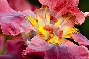 Closeup of Iris flower photo