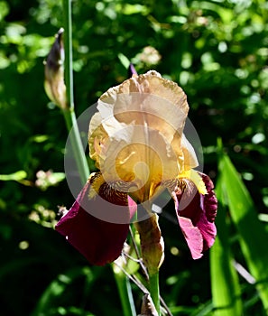 Closeup of an Iris Germanica 'Blatant' in a green garden photo