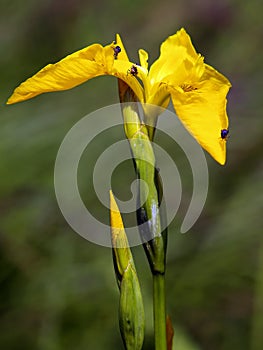 Closeup of Iris Pseudacorus