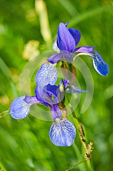 Closeup of iris sibirica