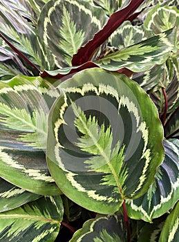 Closeup of isoalted leaves of tropical prayer plant calathea roseoptica medallion with unique yellow and green pattern